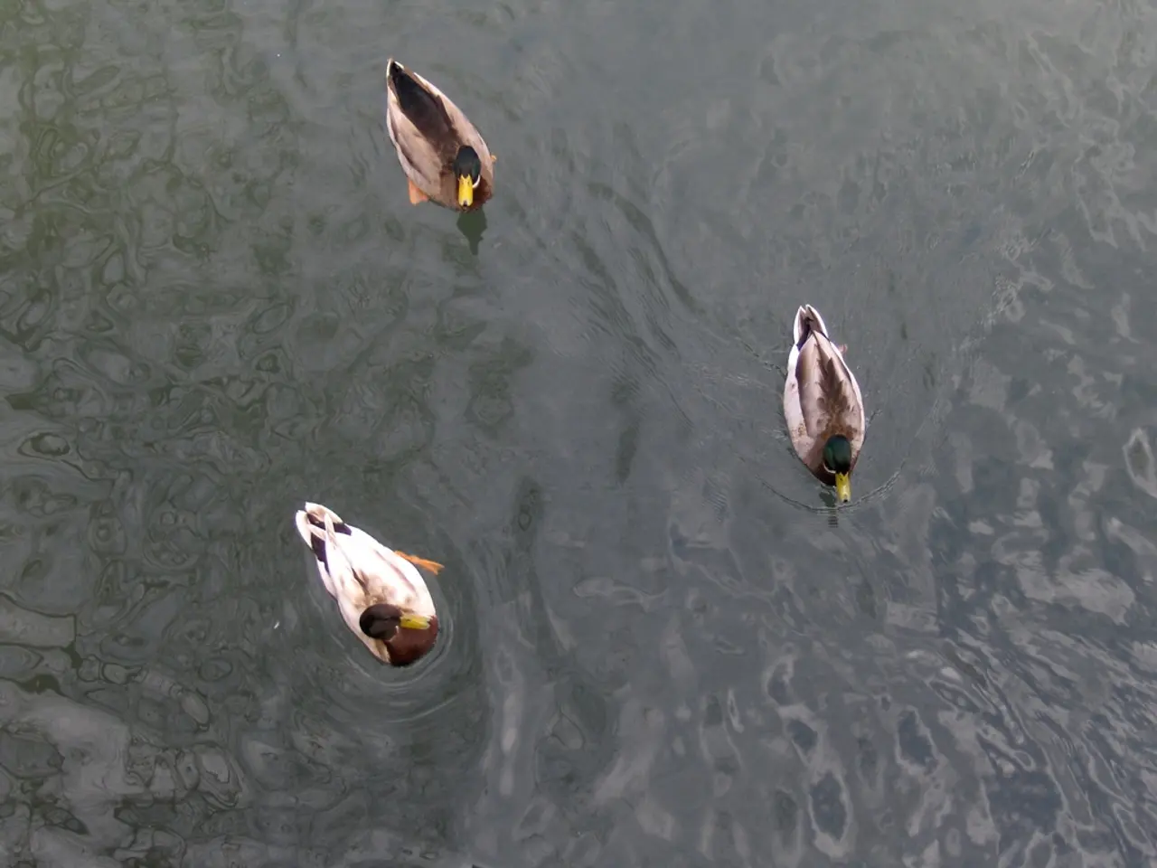 Hub88 incorporates the plastic duck racing game Ducks.io from 155.io into its gathering service.