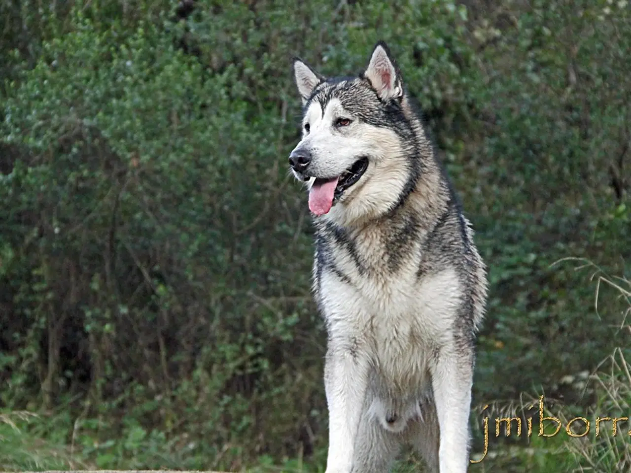 Experts Weighed In: Is the Resurrection of the Dire Wolf a Reality?