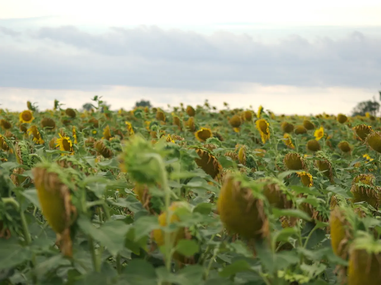 Bloom Energy's shares experienced a substantial increase approaching 50% during the month of July.