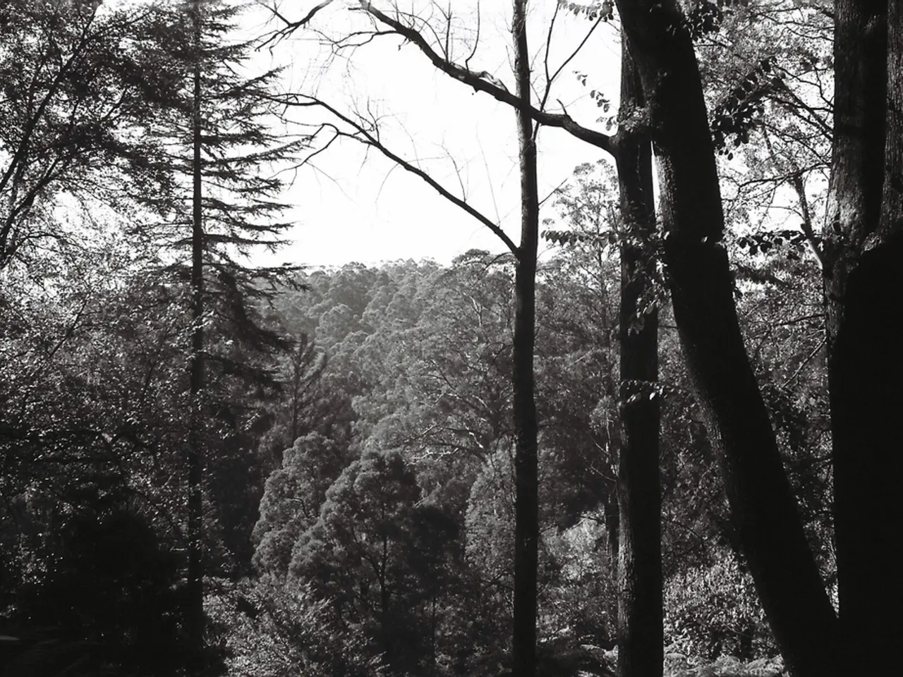 In this picture there are trees.