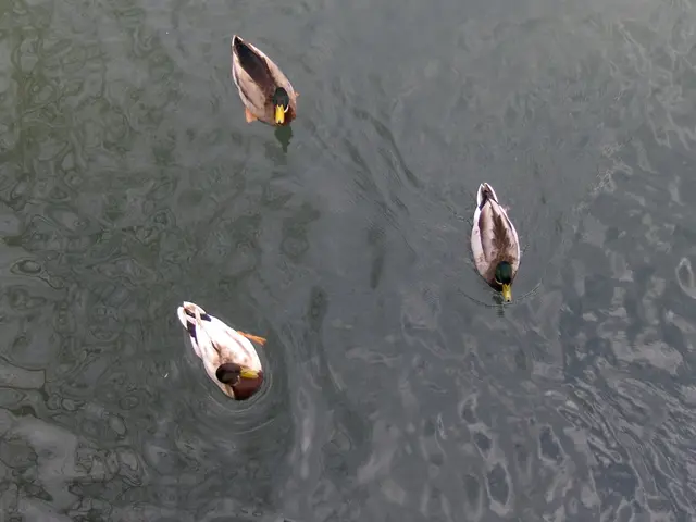 Hub88 incorporates the plastic duck racing game Ducks.io from 155.io into its gathering service.