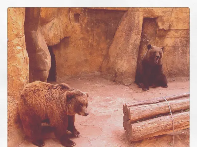 GAMOMAT broadens its Gaming for the Climate endeavor, introducing the Great Grizzly project.