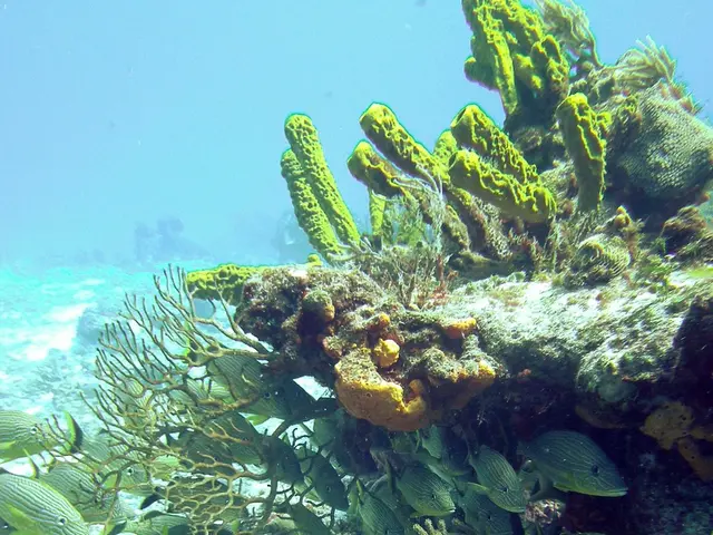 China Enhances Deep-sea Research Involvement through a United Nations-supported Oceanic Exploration...