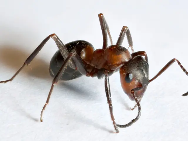 Uncovered fossil points to earliest identified ant species in history