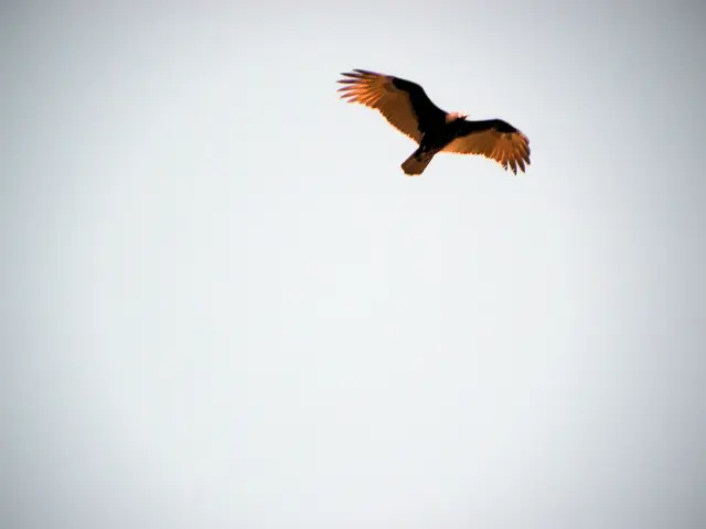 Unveiling the Flying Machine Capable of Precarious Landing