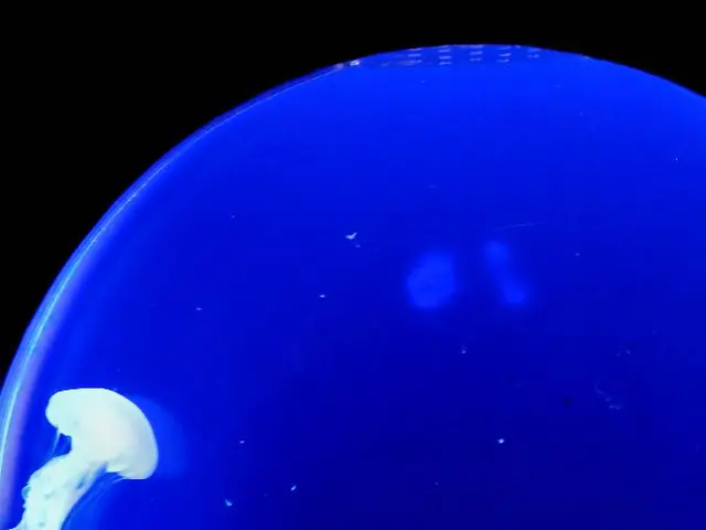 Incredible Shrimp With Blitz-Like Speed That Causes Water To Boil Instantaneously