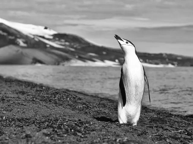 Whales from Korea gearing up, but the PENGU rally might falter without a crucial component...
