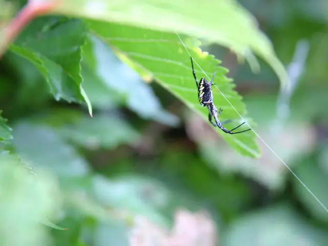 Ancient spider-like creatures thrived in oceanic environments before migrating to land, as...