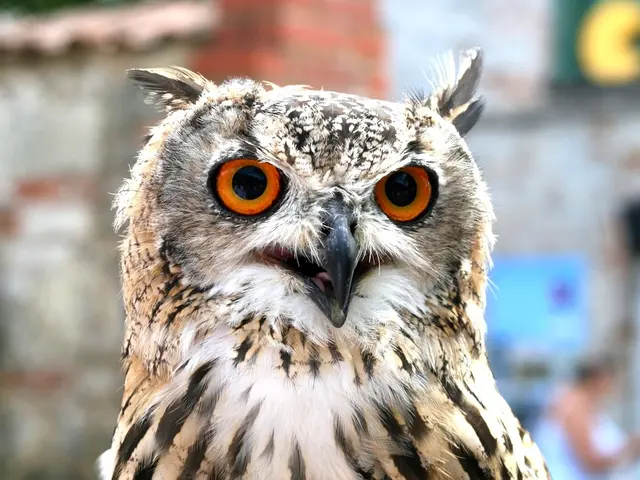 Design Company Blackwire Integrates Uniview's OwlView Cameras