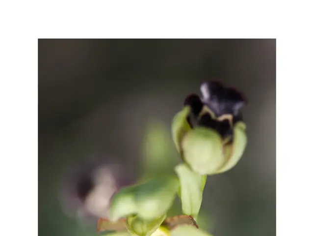 Restoring Audio Sync: A Step-by-Step Guide to Resetting Your JBL Vibe Earbuds and Resuming Your...