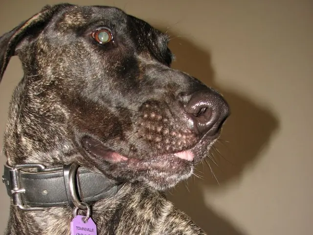 Dog proprietors are redefining the Hollywood film industry's terrain