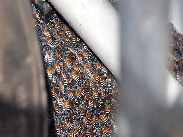The Twelfth Edition of the "No Bees, No Life" Magazine on our site has been released