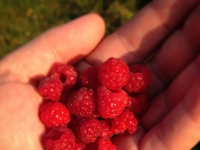 Automation Advances Threaten the Future of Berry-Picking Laborers