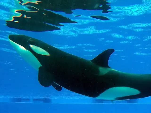 Large cryptocurrency holders offload $17.7 million worth of Solana - Is the crypto's recent $183...