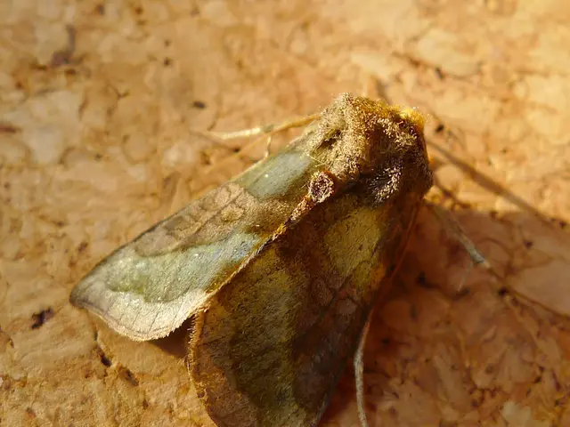 Insect Traps for Moth Surveillance