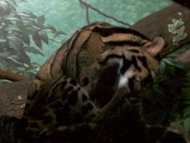 Exploring and Exhibiting Generative Adversarial Networks (GANs)