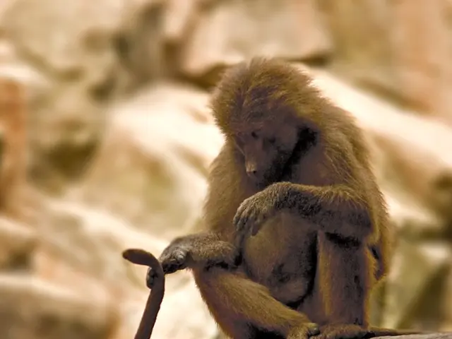 Unraveling Deep Learning Through Graphics