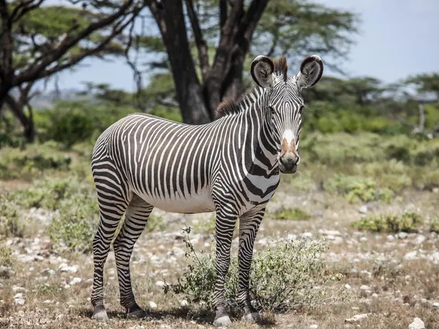 Close-up image of Oxytricha trifallax observed using a scanning electron microscope.
