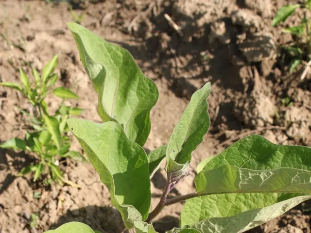 Astrochemistry Terminology - Phosphorus Overview and Comprehensive Description - Astrochemistry...