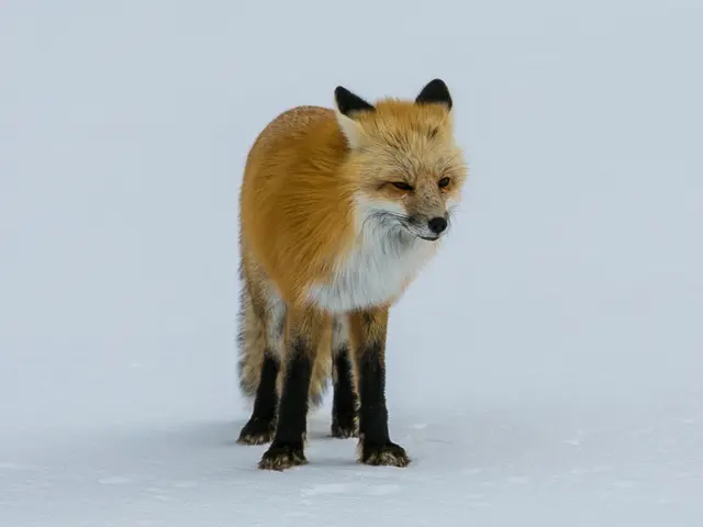 Newscast: Scheduled Lift-Off of Fox One Set for August 21 at a Monthly Cost of $19.99