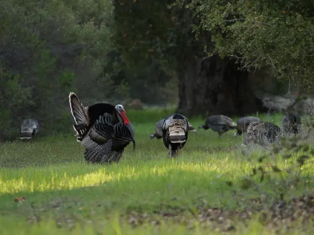 Deep economic collaboration advocated by Senegal's Prime Minister toward Türkiye