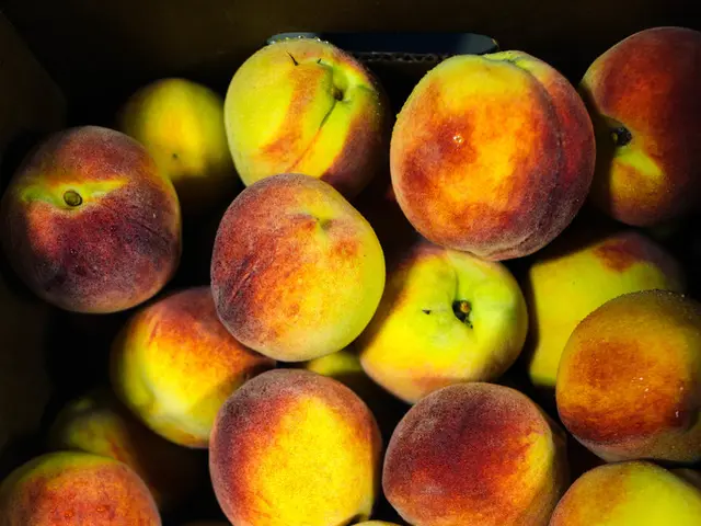 Enhancing American Production with Apple's $600 Billion Dedication towards U.S. Manufacturing