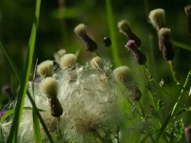 Aerial Surveillance of Agriculture Through Thermal Drones Focused on Crop Wellness Assessment