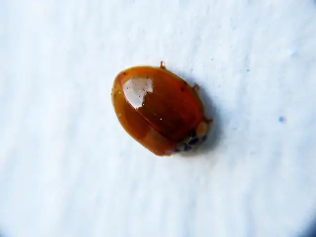 Google acting swiftly to fix vulnerabilities in Chrome browser