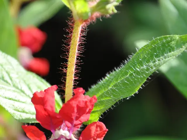 Redis edition update: A fresh, quicker version of FOSS Redis has been unveiled