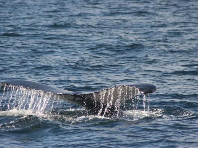 Will Chainlink's price surge to $40 as large investors amass assets and prominent institutions...