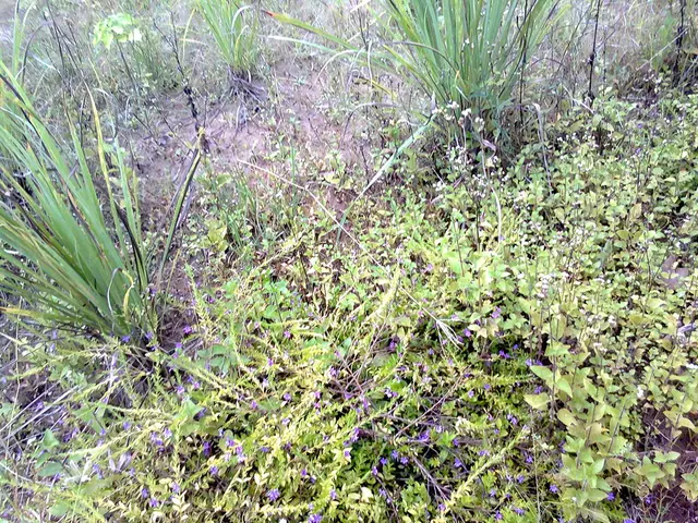 Review of CFA Document: Feature modulation through hypersphere association, tailored for detecting...