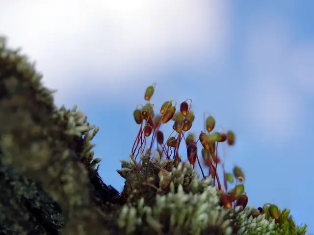 Institute of Astrophysics in Canary Islands Telescopes: Definition and In-depth Overview -...