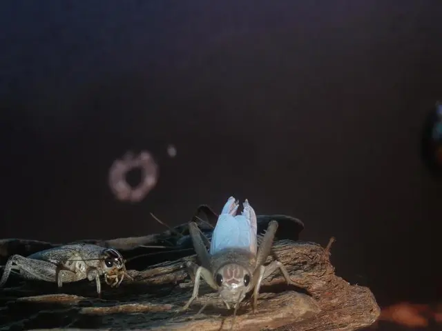 Cracking in Bonsai Bark: Clarifying Root Causes and Solutions