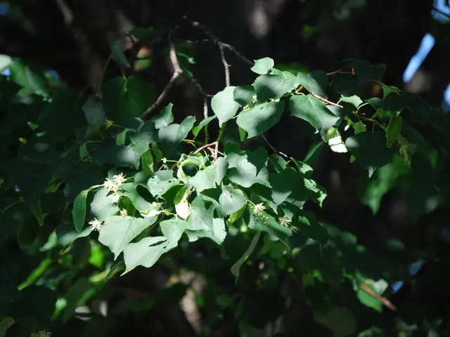 "New Branch Platform Launches for Seamless Earned Wage Access Integration"