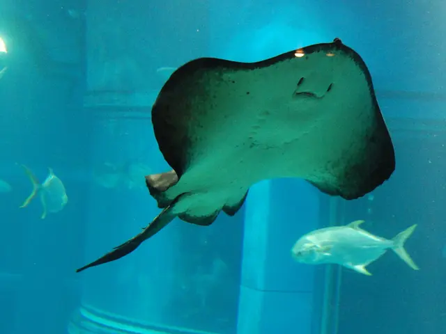 Solving the problem of steady measurements from the Apex Salinity Sensor - BRStv Reef FAQs Answers