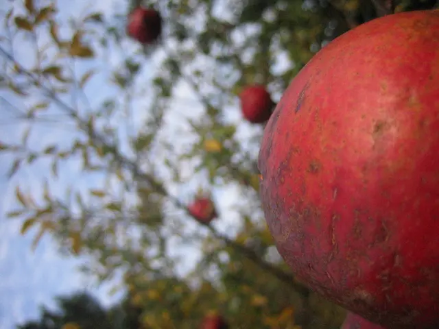 "Trump's $100,000 H-1B visa fee to discourage expansion in Bengaluru, Hyderabad, Pune, and Gurgaon,...