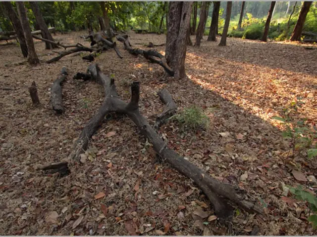 On ground there are dried leaves and branches. Background there are plants and a number of trees.