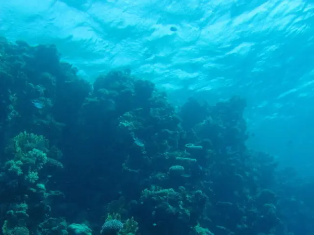 This is the inside picture of the ocean. In this image there are plants.