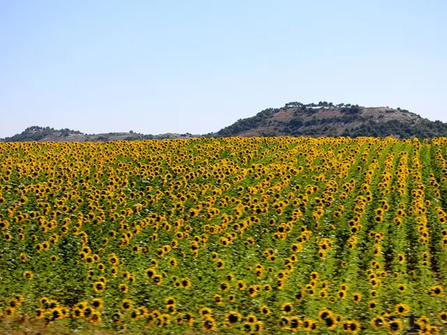 In the image we can see there are lot of sunflower plants and behind there are hills. There are...