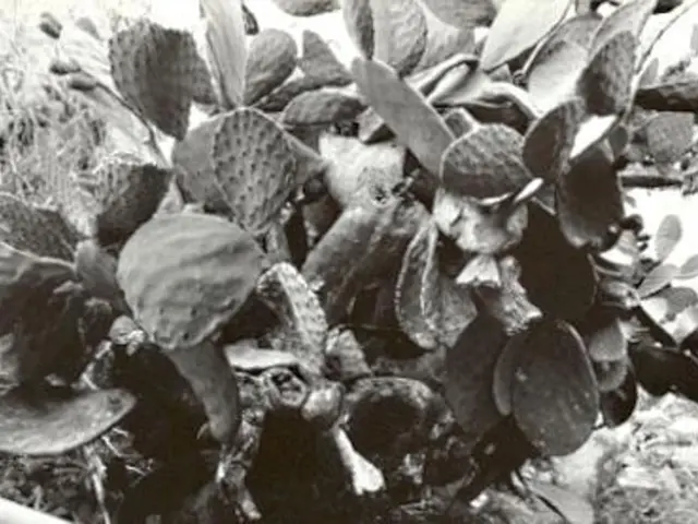 In this picture we can see a plant. On the bottom right corner we can see stones.