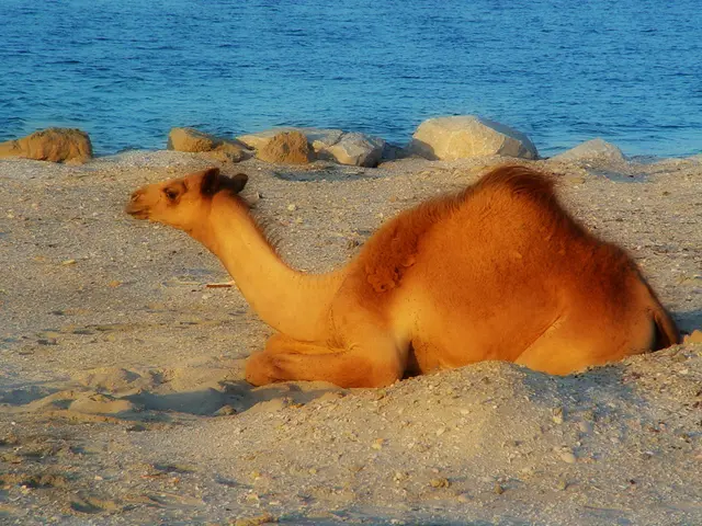 A camel is sitting on the sand. There are rocks and water is present at the back.