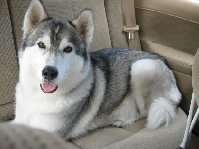 This picture shows a dog and in the vehicles back seat. It is white and black in color.